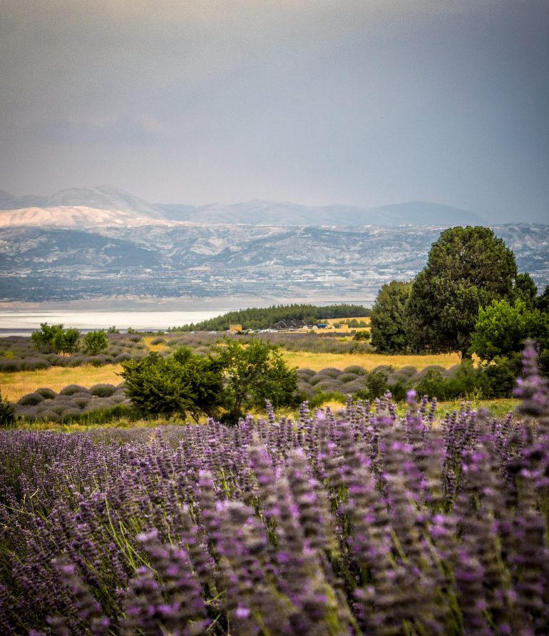 Isparta Lavanta Tatili Isparta Lavanta Tatili